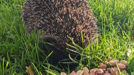 Why are hedgehogs on the move at all times of day and night?