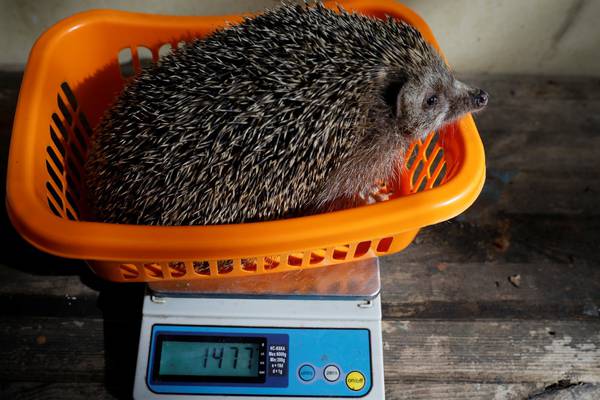 Ten overweight hedgehogs make New Year’s resolutions