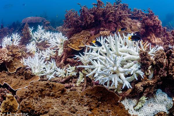 Emissions lead to extensive bleaching of Great Barrier Reef