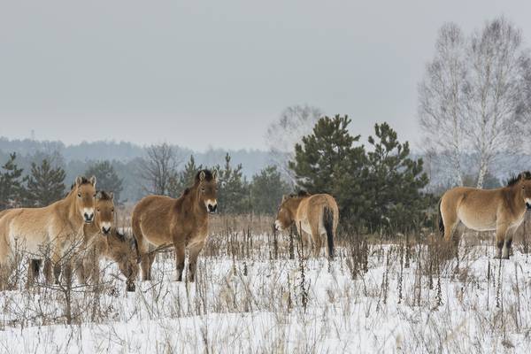 How Chernobyl became an ‘accidental wildlife sanctuary’
