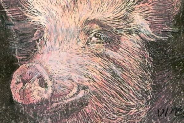Happy as a pig on straw: the difference good animal husbandry makes