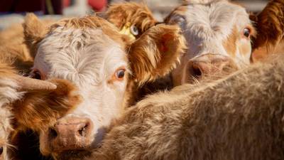 Animal welfare group raises concern over live exports