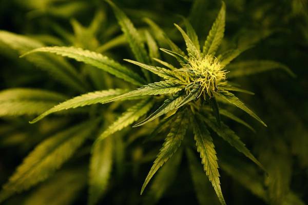 Cannabis users turn to darkweb as Covid-19 lockdown hits supply lines