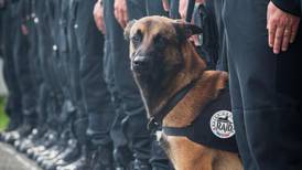 Counter-terrorism police dog Diesel  died in Saint-Denis operation