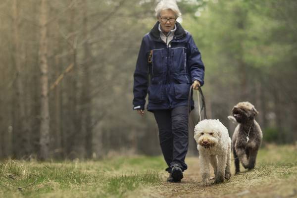 Dog ownership can help older people stay more active – study