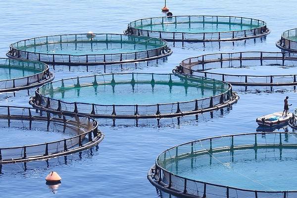 Cork-based Hatch to raise €75m to fund more aquaculture start-ups