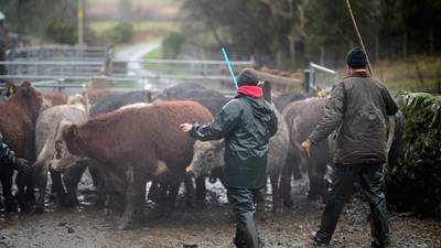 Irish farmers will adapt to climate change ‘with the right advice’