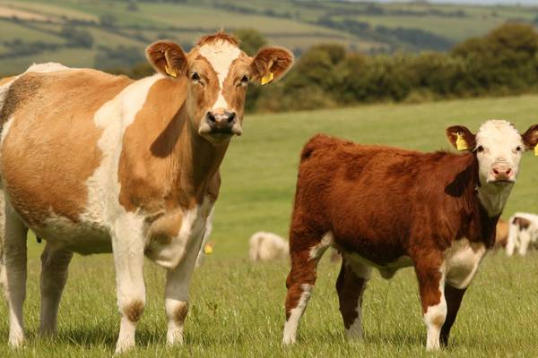 Integrating beef and dairy systems could radically reduce emissions, Teagasc says