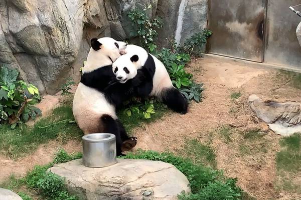 Good News: Pandas finally get jiggy with it, and five other things making us happy today