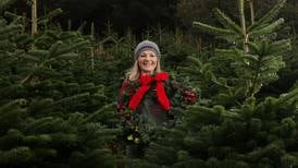 Christmas tree farmer: ‘We are definitely seeing the impact of climate change’