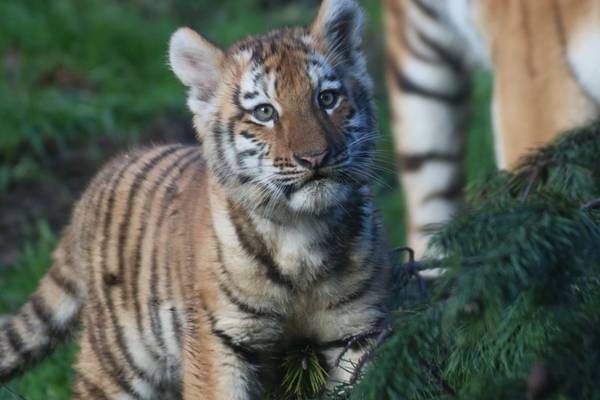 Two endangered Amur tiger cubs born at Dublin Zoo