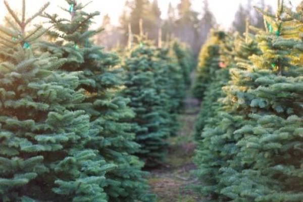 Garda checkpoints to be aimed at combatting Christmas tree theft