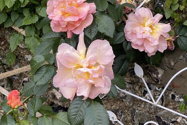 Your gardening questions answered: How can I save my rose plant?