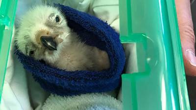 Irish man arrested after seizure of vulture chicks at Heathrow