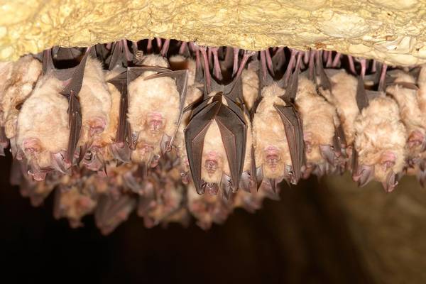 Bats, pangolins and viral Lego: curious clues of the new coronavirus