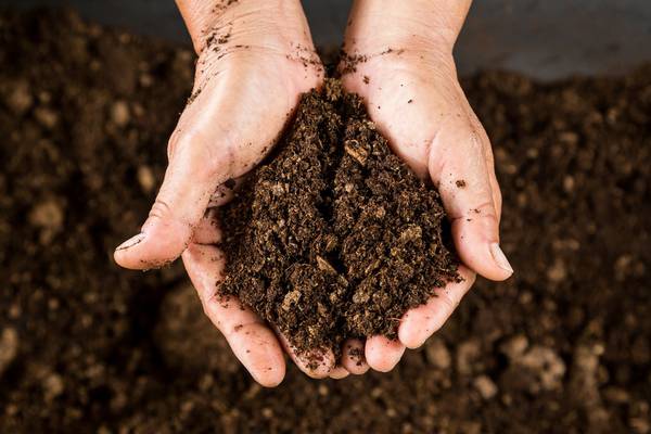 We should all be obsessing over the magic of soil