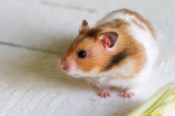 A hamster falls down a hole, and I learn something about death and dying and loss