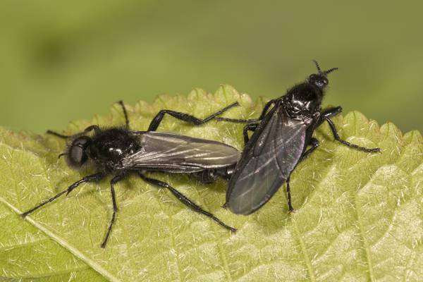 ‘Biblical’ plague of flies descends on Dublin 4