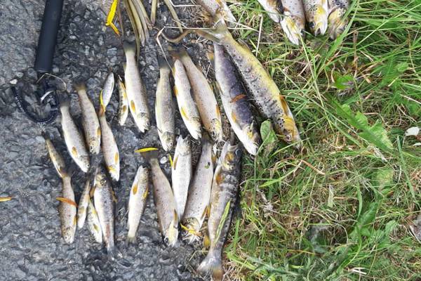 ‘The river was effectively sterilised’: At least 5,000 fish dead in Co Cork fish kill