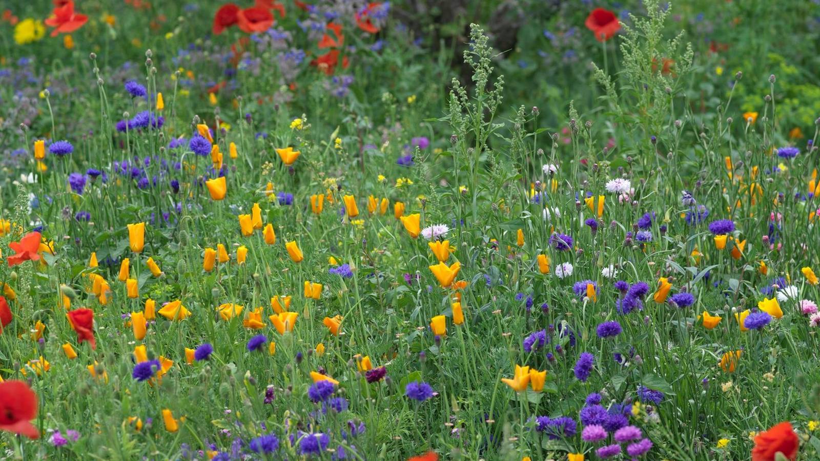 Go Wild In The Garden How To Sow Your Own Wildflower Meadow The
