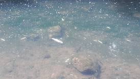 Investigation after 500 dead fish are found in Co Kildare river