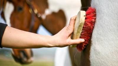 Former Coolmore Stud groom settles case over kick from mare