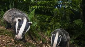Convictions for wildlife crime include badger digging, disturbance of bats and hare lurching