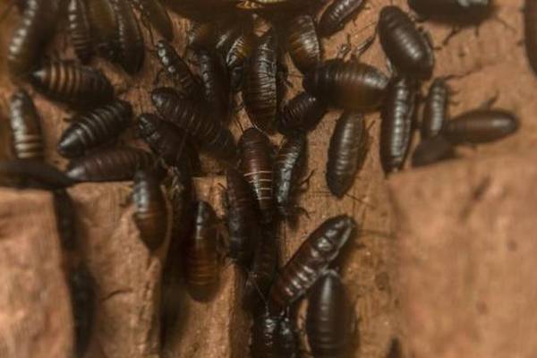 Dublin shop and restaurant closed due to rat and cockroach infestations