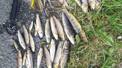 Uisce Éireann criticised by Eamon Ryan for ‘avoidable’ chemical spill that caused Cork fish kill