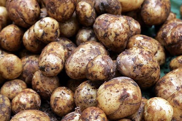 Why does Ireland import 44,000 tonnes of British potatoes each year?