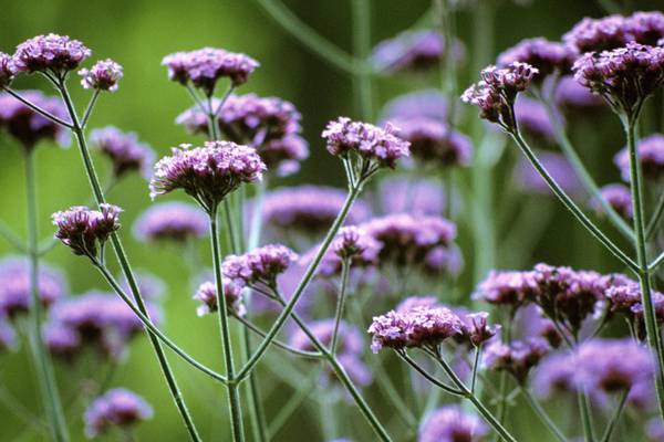 Gardening: Patience with perennials will pay off