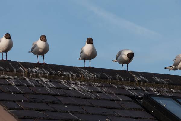Seagull poo and the hosepipe ban make for the perfect storm