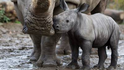 Dublin Zoo welcomes white rhino calf