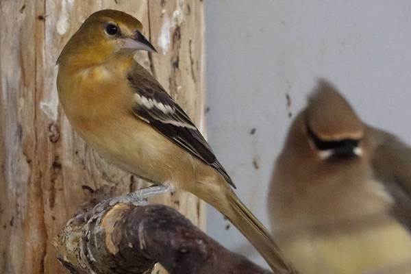 Small bird to fly home on passenger airline