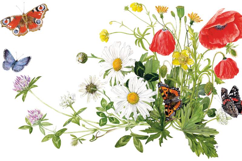 Revisiting Fieldman: Seasonal extracts and exquisite illustrations bring 1940s natural world magically to life
