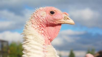 Oliver Callan: The turkeys of Drumlusty have seen it all
