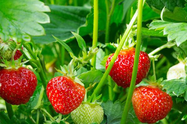 Gardening: Plant now for strawberry heaven next summer