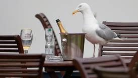 Perspective needed on ‘killer seagulls’ debate, says expert