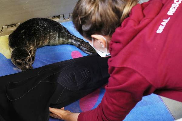 ‘Wetsuit mums’ help save dozens of orphaned seal pups