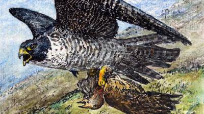 Another Life: Location, location, location – the lives of peregrines