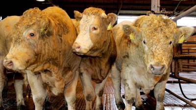 Farmers and factories clash over fall in cattle prices