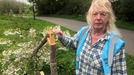 Community shocked by destruction of trees in Dublin park