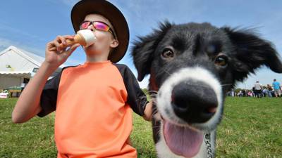 Cool heads reign among hot canines at national sheepdog trials