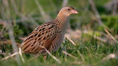 Corncrakes and bats to benefit from biodiversity grants