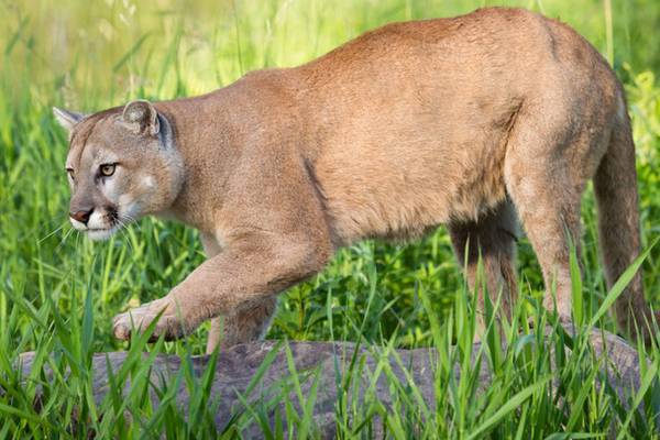Woman fights off mountain lion with bare hands to save son (5)
