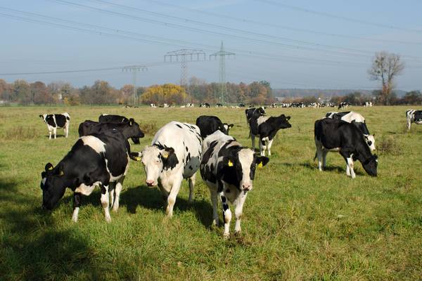 Substantial reduction in farming needed to hit emission targets – Teagasc