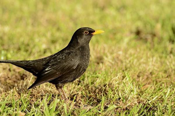 Public urged to help keep track of ‘beloved garden birds’