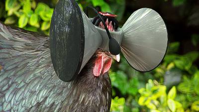 Virtual reality for chickens: welcome to the future of food