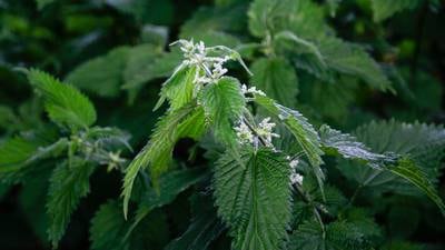 Natural liquid nettle feed is superb for keeping your plants healthy – it just smells terrible 