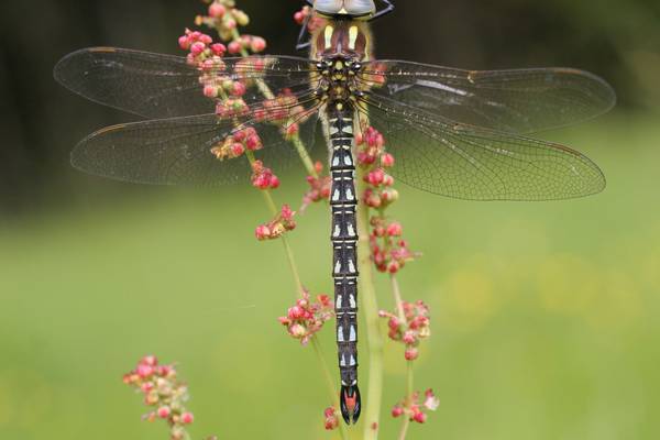 Irish dragonflies: Supreme killing machines